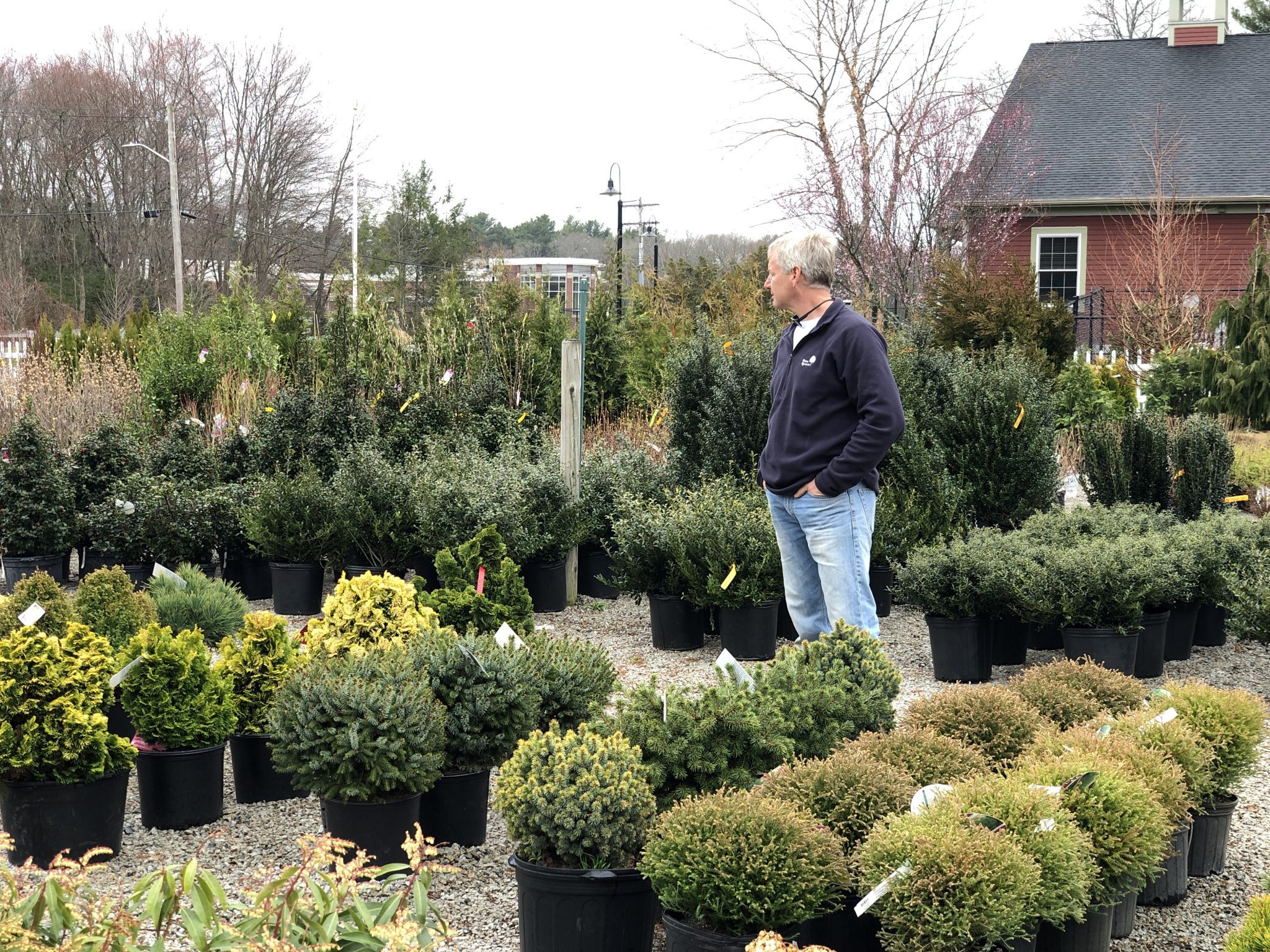 Spring preview Weston Nurseries opening drivethrough gardening center
