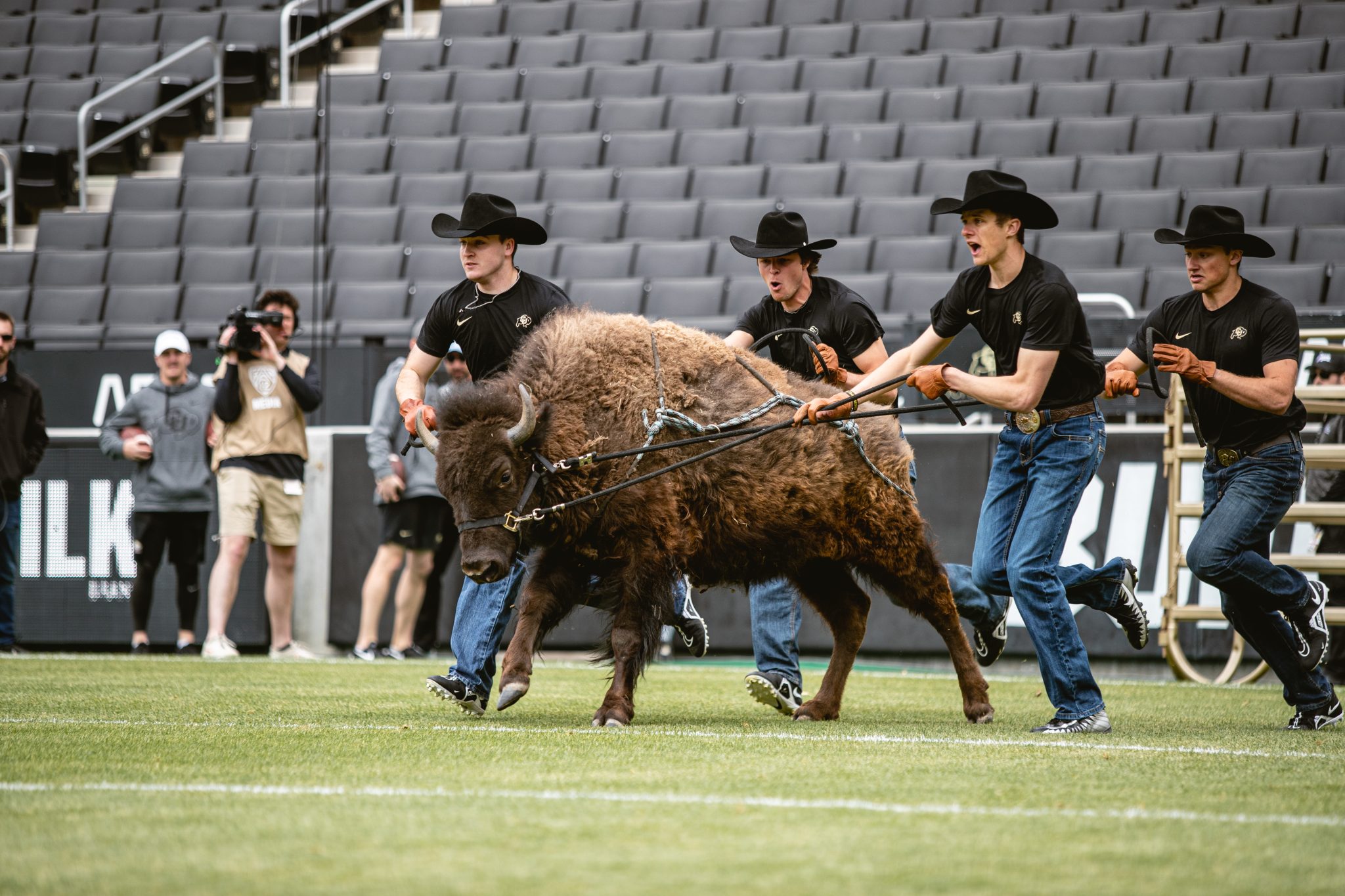 Meet CU's Live Mascot, Ralphie the Buffalo! - Hingham Anchor