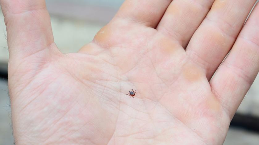 Tiny Blacklegged Tick In A Man Hand - Cohasset, Ma