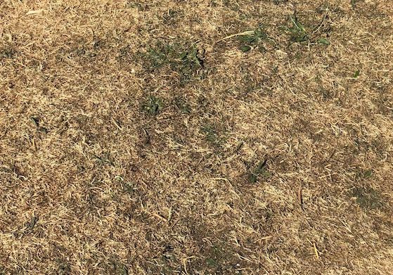 Dead Grass