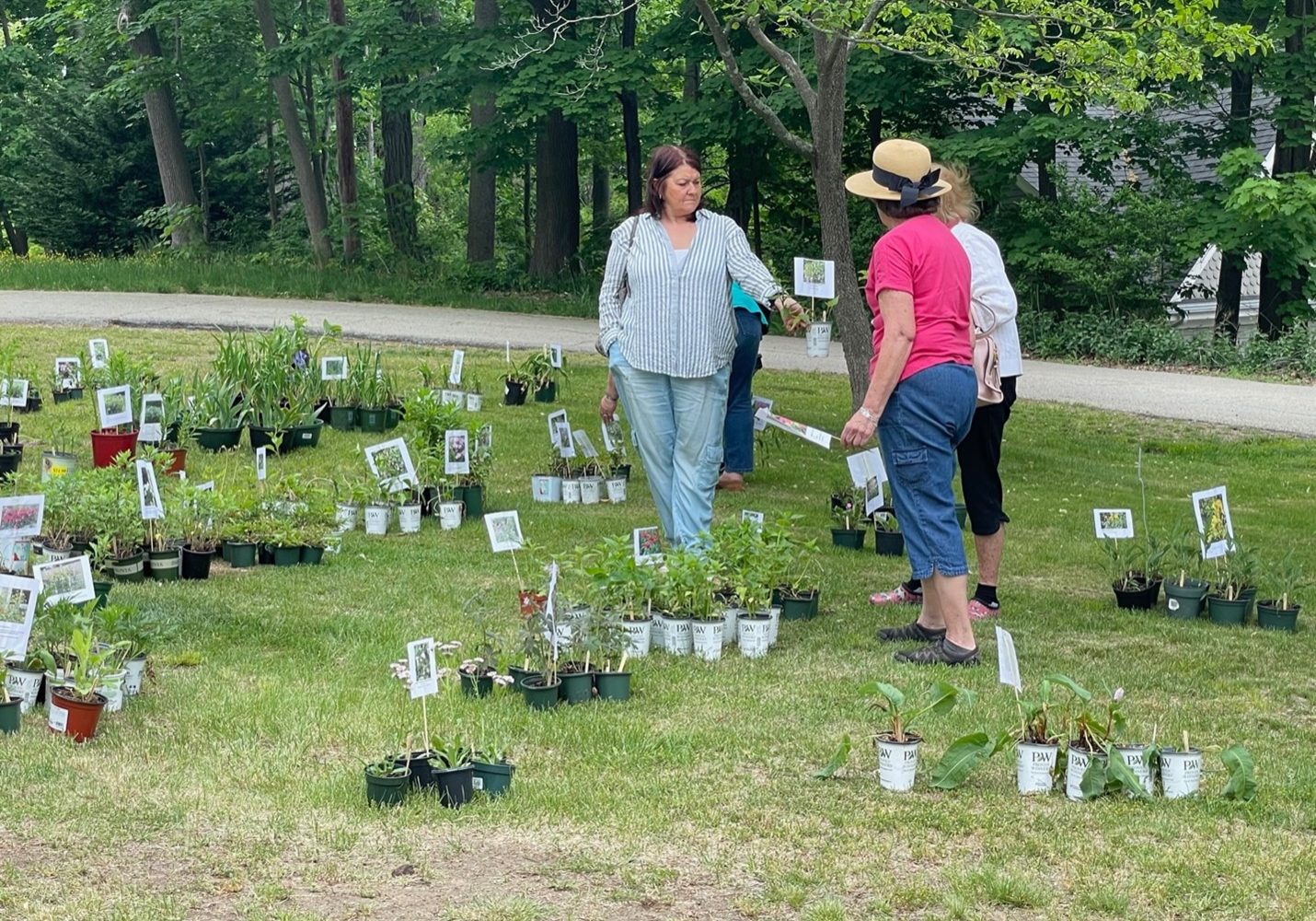 Old Ship Plant Sale B